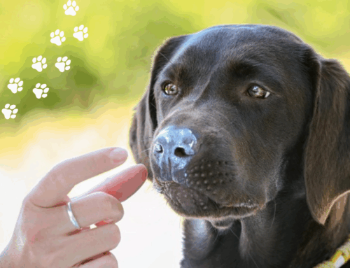 Sonnenbrand beim Hund – braucht mein Hund wirklich Sonnencreme?